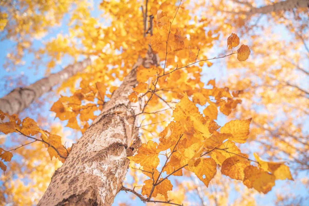 🍂 白桦林金色走廊